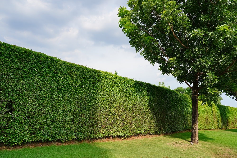 Ghid complet pentru inființarea și întreținerea unui gard viu sănătos